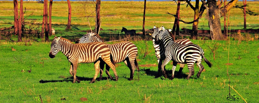 Simple Zebra Questions